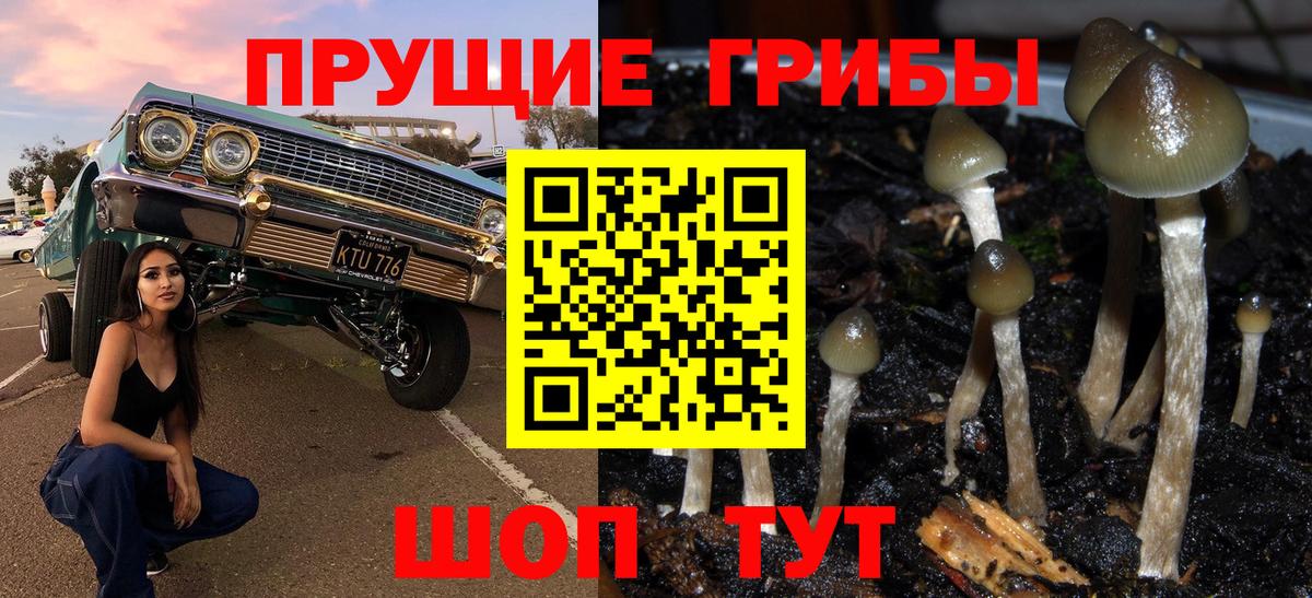Галлюциногенные грибы Psilocybine cubensis  Вход с VPN  Глазов 
